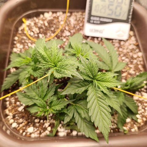 Ak-47 Auto growlog timeline photo