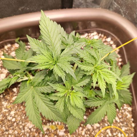 Ak-47 Auto growlog timeline photo