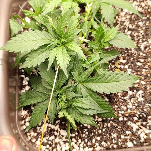 Ak-47 Auto growlog timeline photo