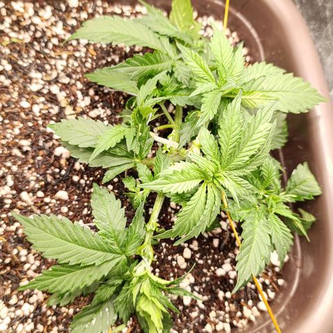Ak-47 Auto growlog timeline photo