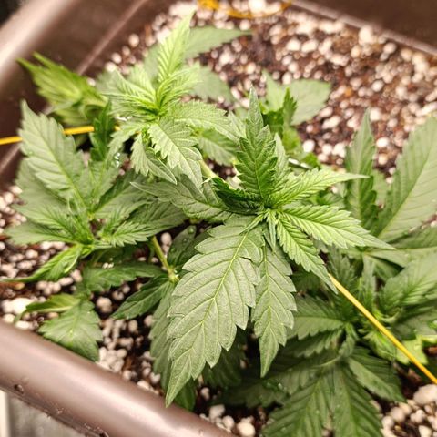 Ak-47 Auto growlog timeline photo