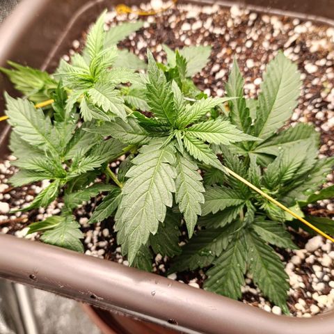 Ak-47 Auto growlog timeline photo