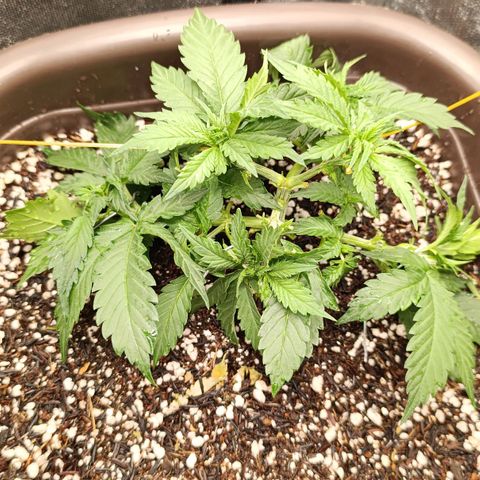 Ak-47 Auto growlog timeline photo