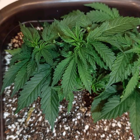 Ak-47 Auto growlog timeline photo