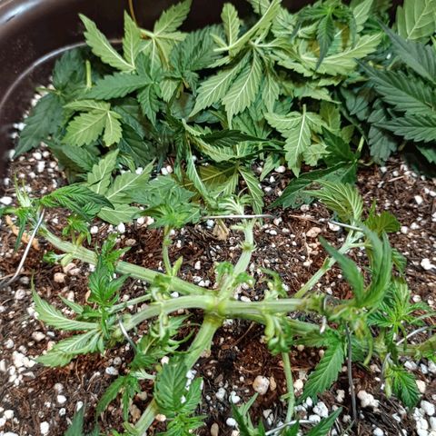 Ak-47 Auto growlog timeline photo