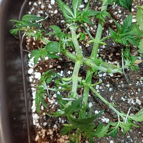 Ak-47 Auto growlog timeline photo