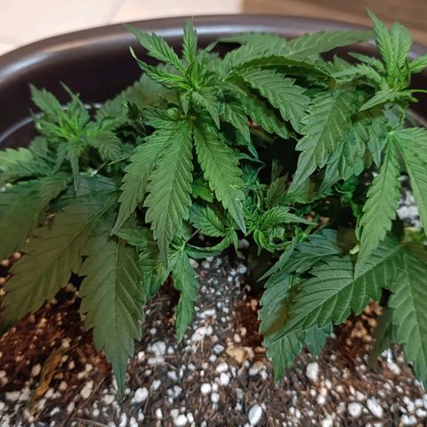 Ak-47 Auto growlog timeline photo