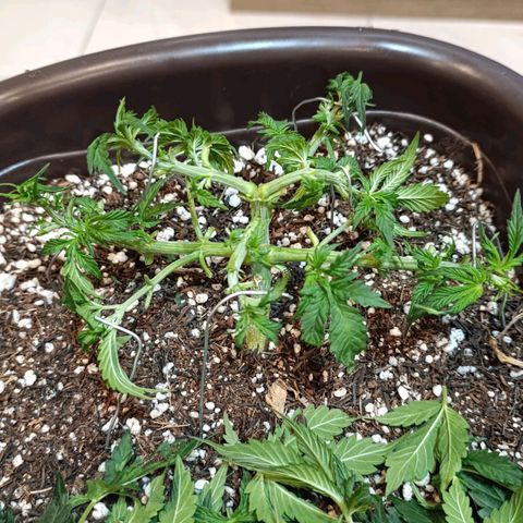 Ak-47 Auto growlog timeline photo