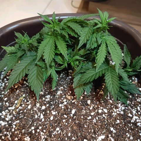 Ak-47 Auto growlog timeline photo