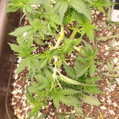 Ak-47 Auto growlog timeline photo