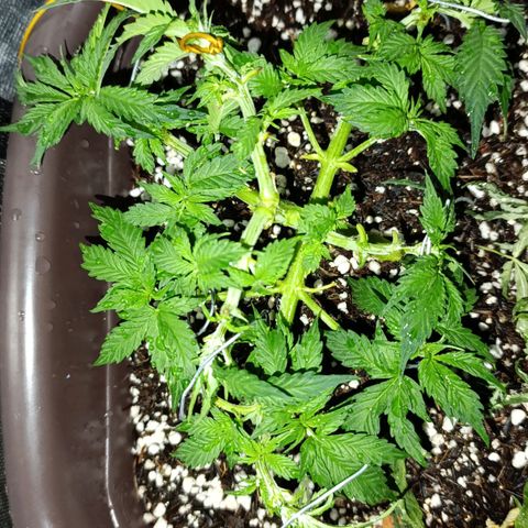 Ak-47 Auto growlog timeline photo