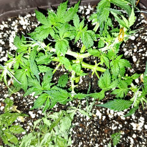 Ak-47 Auto growlog timeline photo