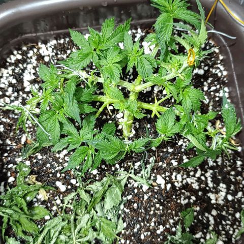 Ak-47 Auto growlog timeline photo