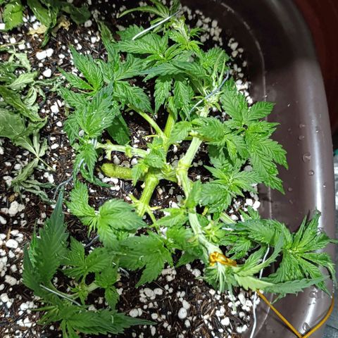Ak-47 Auto growlog timeline photo