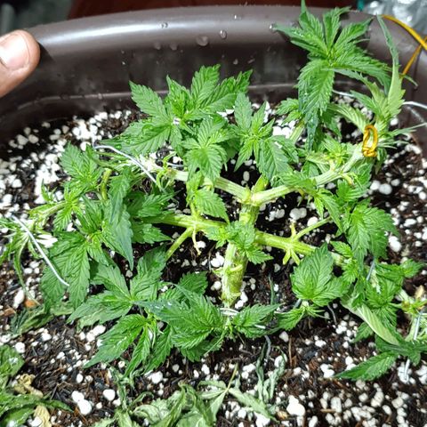 Ak-47 Auto growlog timeline photo