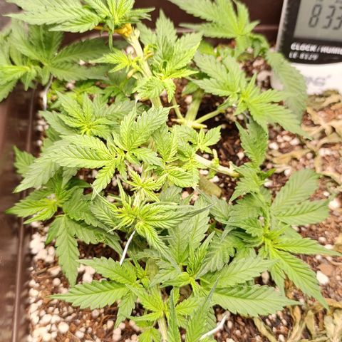 Ak-47 Auto growlog photo: Salve ✌🏾 Sempre Ajustando  LSTs e depois da pota ela cresceu bem 💪🏾