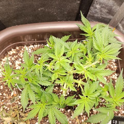 Ak-47 Auto growlog photo: Salve ✌🏾 Sempre Ajustando  LSTs e depois da pota ela cresceu bem 💪🏾