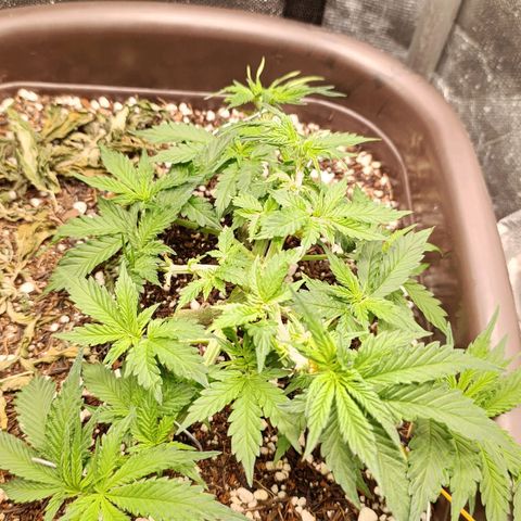 Ak-47 Auto growlog photo: Salve ✌🏾 Sempre Ajustando  LSTs e depois da pota ela cresceu bem 💪🏾