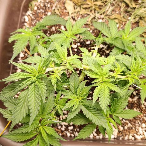 Ak-47 Auto growlog photo: Salve ✌🏾 Sempre Ajustando  LSTs e depois da pota ela cresceu bem 💪🏾