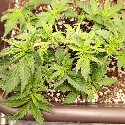 Ak-47 Auto growlog photo: Salve ✌🏾 Sempre Ajustando  LSTs e depois da pota ela cresceu bem 💪🏾