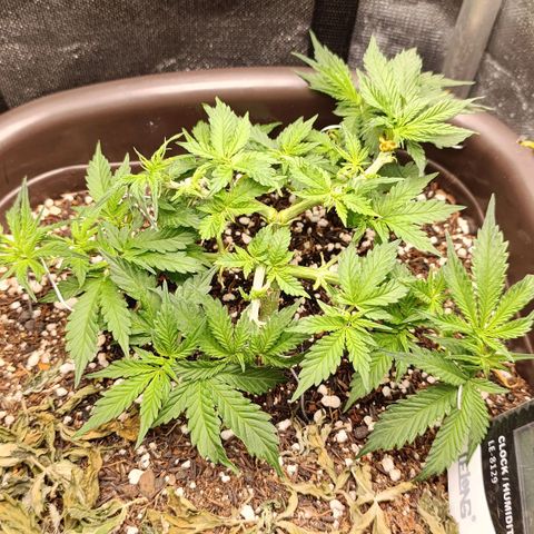 Ak-47 Auto growlog photo: Salve ✌🏾 Sempre Ajustando  LSTs e depois da pota ela cresceu bem 💪🏾