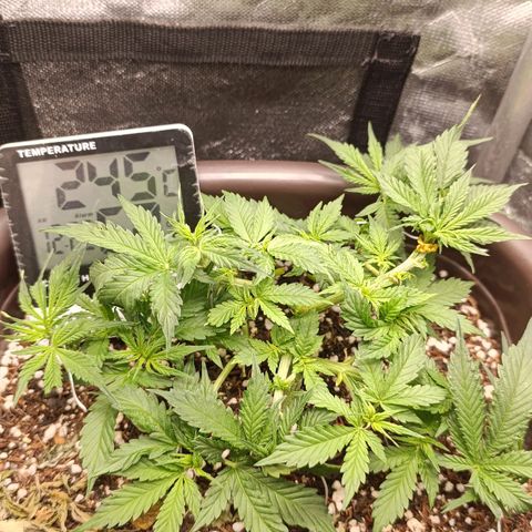 Ak-47 Auto growlog timeline photo
