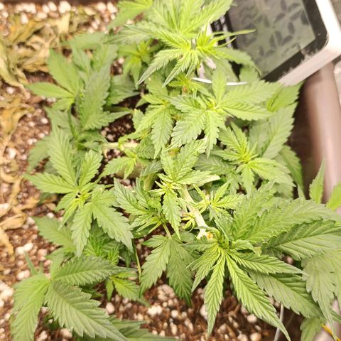 Ak-47 Auto growlog timeline photo