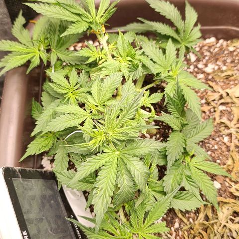 Ak-47 Auto growlog timeline photo