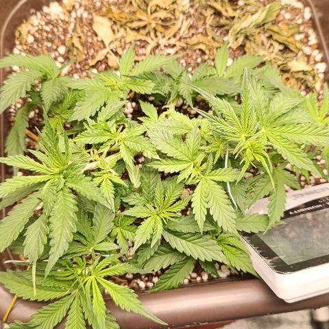 Ak-47 Auto growlog timeline photo