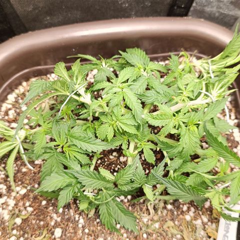 Ak-47 Auto growlog photo: Salve ✌🏾 Ajustes nas LSTs hoje erra dia de rega com nutrientes, Porem o solo ainda está úmido. Então vou esperar, mesmo sendo uma rega com nutriente,vou sempre esperar o solo secar !!! 