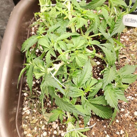 Ak-47 Auto growlog photo: Salve ✌🏾 Ajustes nas LSTs hoje erra dia de rega com nutrientes, Porem o solo ainda está úmido. Então vou esperar, mesmo sendo uma rega com nutriente,vou sempre esperar o solo secar !!! 