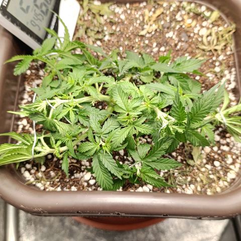 Ak-47 Auto growlog photo: Salve ✌🏾 Ajustes nas LSTs hoje erra dia de rega com nutrientes, Porem o solo ainda está úmido. Então vou esperar, mesmo sendo uma rega com nutriente,vou sempre esperar o solo secar !!! 