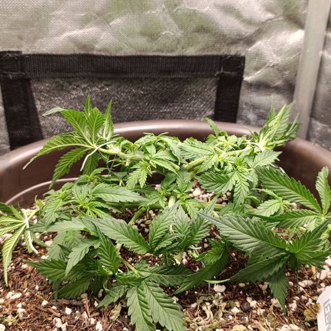 Ak-47 Auto growlog photo: Salve ✌🏾 Ajustes nas LSTs hoje erra dia de rega com nutrientes, Porem o solo ainda está úmido. Então vou esperar, mesmo sendo uma rega com nutriente,vou sempre esperar o solo secar !!! 