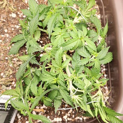 Ak-47 Auto growlog photo: Salve ✌🏾 Ajustes nas LSTs hoje erra dia de rega com nutrientes, Porem o solo ainda está úmido. Então vou esperar, mesmo sendo uma rega com nutriente,vou sempre esperar o solo secar !!! 