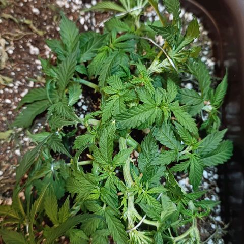 Ak-47 Auto growlog photo: Salve ✌🏾 Ajustes nas LSTs hoje erra dia de rega com nutrientes, Porem o solo ainda está úmido. Então vou esperar, mesmo sendo uma rega com nutriente,vou sempre esperar o solo secar !!! 