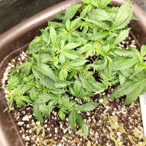 Ak-47 Auto growlog photo: Salve ✌🏾 Hoje rega foi diferente, rolou uma rega folhar, separei o 15-05-05 do 10-10-10 e fiz a rega 500ml de água cada ..