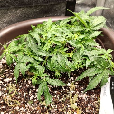 Ak-47 Auto growlog photo: Salve ✌🏾 Hoje rega foi diferente, rolou uma rega folhar, separei o 15-05-05 do 10-10-10 e fiz a rega 500ml de água cada ..