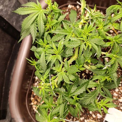 Ak-47 Auto growlog photo: Salve ✌🏾 acabei q dei mas uma limpada as folhas estão crescendo mto rápido dessa vez foi só pra trazer mas luz ...