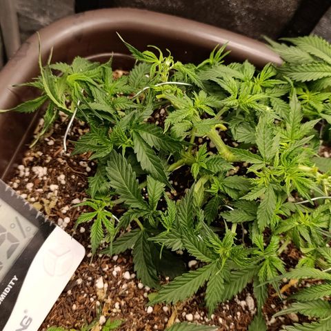 Ak-47 Auto growlog photo: Salve ✌🏾 acabei q dei mas uma limpada as folhas estão crescendo mto rápido dessa vez foi só pra trazer mas luz ...