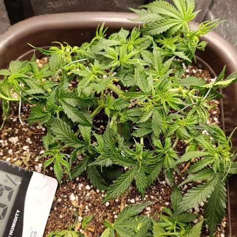 Ak-47 Auto growlog photo: Salve ✌🏾 acabei q dei mas uma limpada as folhas estão crescendo mto rápido dessa vez foi só pra trazer mas luz ...