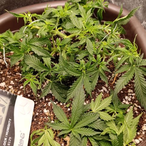 Ak-47 Auto growlog photo: Salve ✌🏾 acabei q dei mas uma limpada as folhas estão crescendo mto rápido dessa vez foi só pra trazer mas luz ...