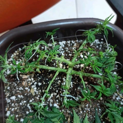 Ak-47 Auto growlog photo: Salve ✌🏾 depois de 8 dias vem outra desfolhação pelo oq estou vendo esta entrando em pre flora próxima semana vou mudar o fértil pro 4-14-8 e continuar com  10-10-10 