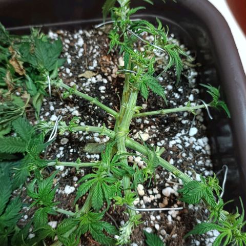 Ak-47 Auto growlog photo: Salve ✌🏾 depois de 8 dias vem outra desfolhação pelo oq estou vendo esta entrando em pre flora próxima semana vou mudar o fértil pro 4-14-8 e continuar com  10-10-10 