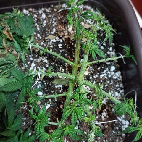 Ak-47 Auto growlog photo: Salve ✌🏾 depois de 8 dias vem outra desfolhação pelo oq estou vendo esta entrando em pre flora próxima semana vou mudar o fértil pro 4-14-8 e continuar com  10-10-10 