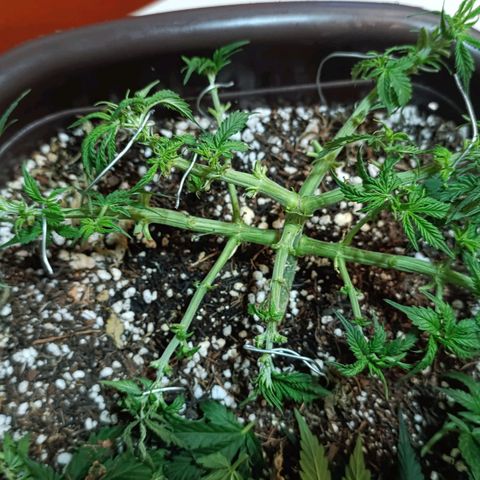 Ak-47 Auto growlog photo: Salve ✌🏾 depois de 8 dias vem outra desfolhação pelo oq estou vendo esta entrando em pre flora próxima semana vou mudar o fértil pro 4-14-8 e continuar com  10-10-10 