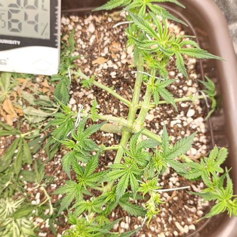 Ak-47 Auto growlog timeline photo