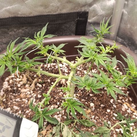 Ak-47 Auto growlog timeline photo