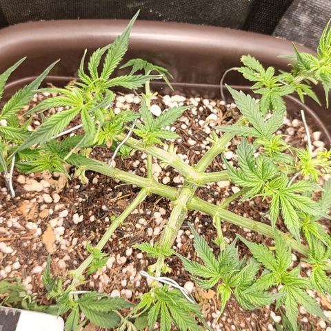 Ak-47 Auto growlog timeline photo