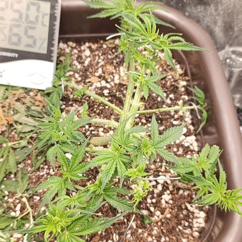 Ak-47 Auto growlog timeline photo