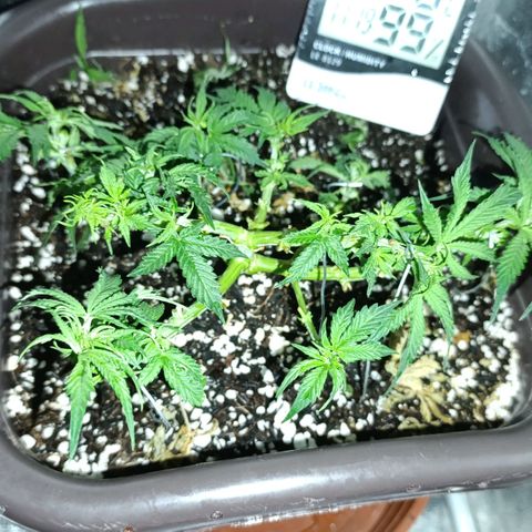 Ak-47 Auto growlog timeline photo